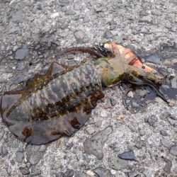 アオリイカ釣り放題！